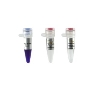 TransFast® Taq DNA Polymerase - High-Performance PCR Enzyme