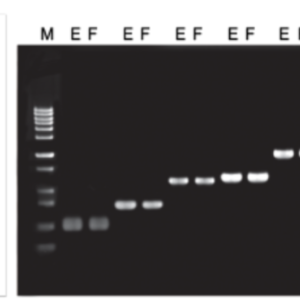 TransFast® Taq DNA Polymerase - High-Performance PCR Enzyme