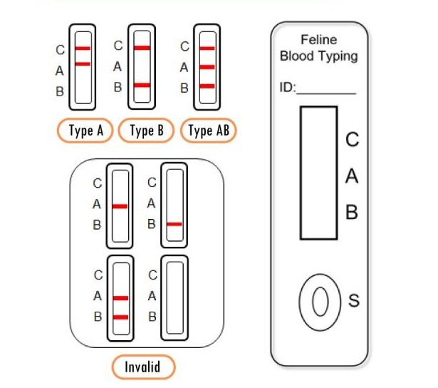 Feline Blood Typing Kit for Cats | Rapid Veterinary Blood Type Test - Image 2