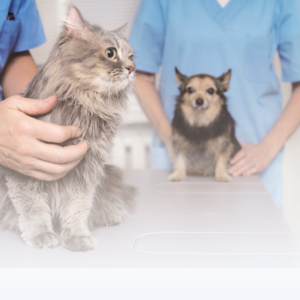 Yonker PE-E3C Portable Ecg Leads In Veterinary Electrocardiograph