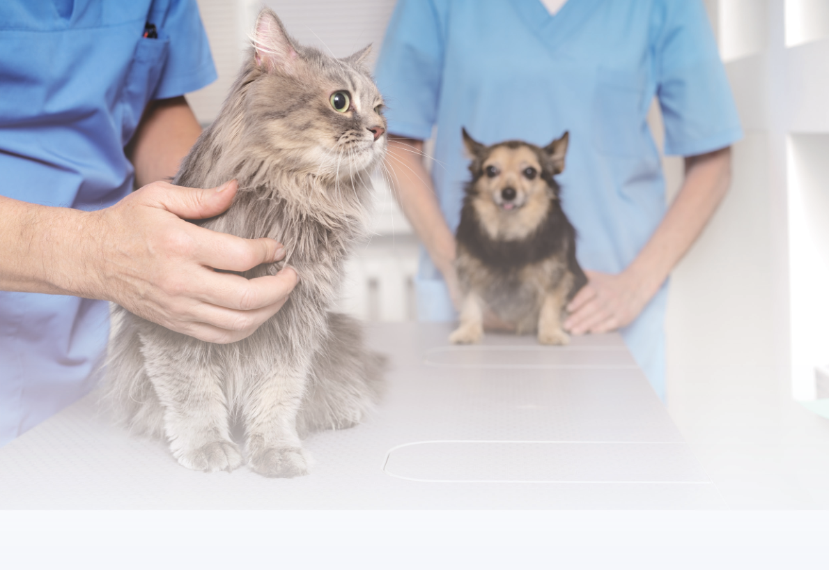 Yonker PE-E3C Portable Ecg Leads In Veterinary Electrocardiograph 8 Yonker PE-E3C Portable Ecg Leads In Veterinary Electrocardiograph - Image 8