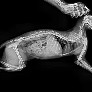 Browiner Veterinary DR Imaging System