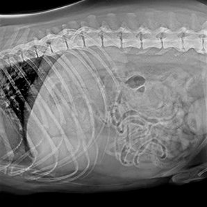 Browiner Veterinary DR Imaging System
