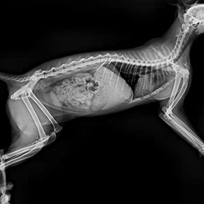 Browiner Beatle-06P1(Vet-S）animal x-ray unit