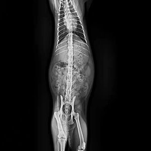 Browiner Beatle-06P1(Vet-S）animal x-ray unit