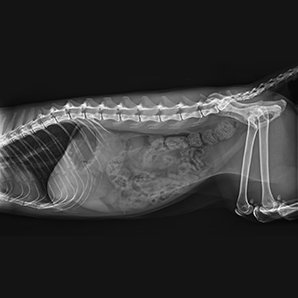 Browiner Veterinary Digital Radiography System