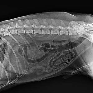 Browiner Veterinary Digital Radiography System