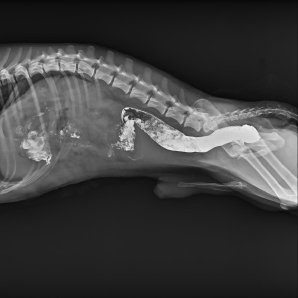 Browiner CompaX 500 Vet Mobile C-arm for Veterinary Applications