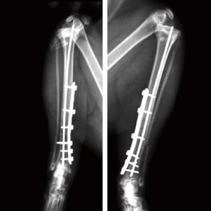 Browiner CompaX 500 Vet Mobile C-arm for Veterinary Applications