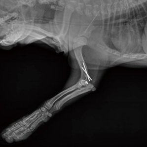 Browiner CompaX 500 Vet Mobile C-arm for Veterinary Applications