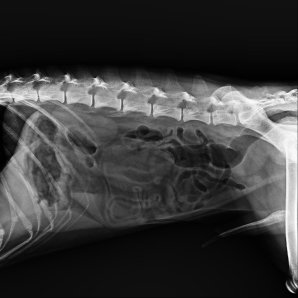 Browiner Beatle-01P Veterinary Handheld Portable X-Ray