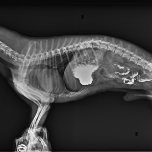 Browiner Beatle-01P Veterinary Handheld Portable X-Ray