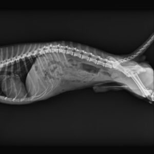 Browiner Beatle-01P Veterinary Handheld Portable X-Ray