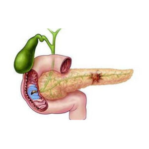 BIOBASE Pancreas Items