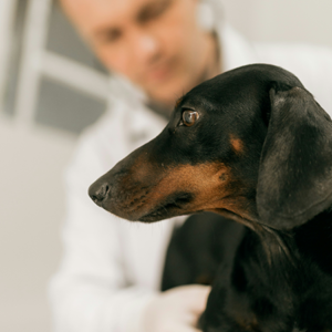 Yonker Veterinary Ultrasound System for Detailed Orthopedic Assessment in Dogs