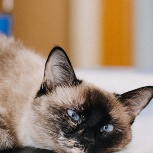 Yonker High-Resolution Veterinary Ultrasound Device for Kidney and Bladder Evaluation in Cats