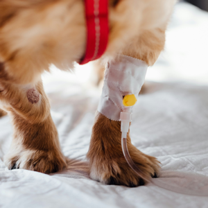 Yonker Veterinary Ultrasound System for Detailed Orthopedic Assessment in Dogs