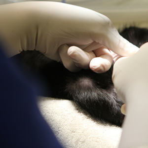 Yonker Specialized Veterinary Ultrasound Device for Accurate Respiratory System Examination in Birds