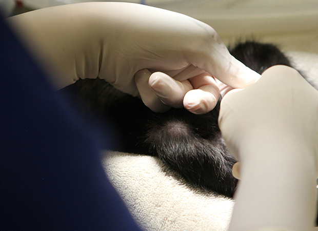 Yonker Specialized Veterinary Ultrasound Device for Accurate Respiratory System Examination in Birds 5 Yonker Specialized Veterinary Ultrasound Device for Accurate Respiratory System Examination in Birds - Image 5