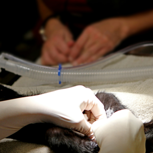 Yonker Specialized Veterinary Ultrasound Device for Accurate Respiratory System Examination in Birds