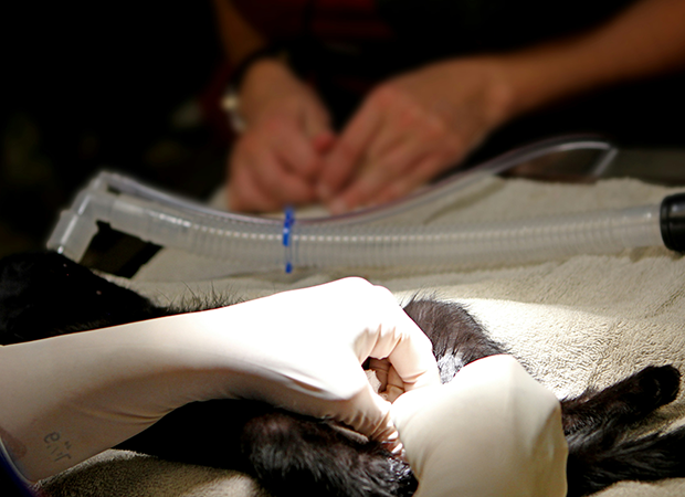 Yonker Specialized Veterinary Ultrasound Device for Accurate Respiratory System Examination in Birds 4 Yonker Specialized Veterinary Ultrasound Device for Accurate Respiratory System Examination in Birds - Image 4
