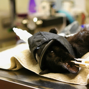 Yonker High-Resolution Veterinary Ultrasound Device for Kidney and Bladder Evaluation in Cats
