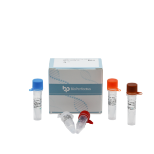 Rabies Virus Real Time PCR Kit