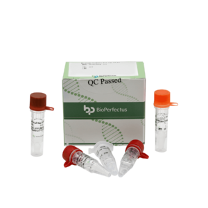Mycoplasma Pneumoniae Real Time PCR Kit