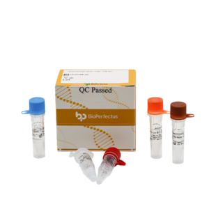Astrovirus Real Time PCR Kit