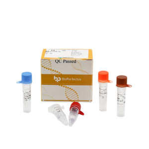 Enterovirus Real Time PCR Kit