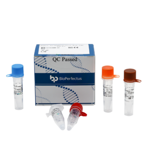Japanese Encephalitis Virus Real Time PCR Kit