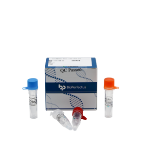 Leishmania Real Time PCR Kit