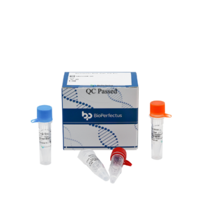Bartonella Real Time PCR Kit