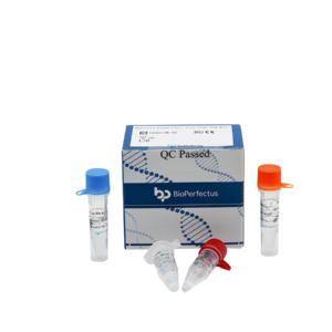 Borrelia Burgdorferi Real Time PCR Kit