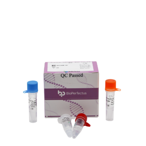 Treponema Pallidum Real Time PCR Kit