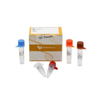 Norovirus GI and GII Real Time PCR Kit