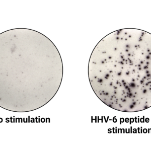 HHV-6 ImmuneSelect Peptide Pool Premium