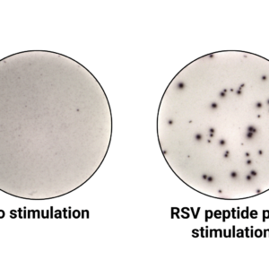 RSV ImmuneSelect Peptide Pool Premium