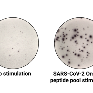 SARS-Cov-2 (Omicron) ImmuneSelect Peptide Pool Premium