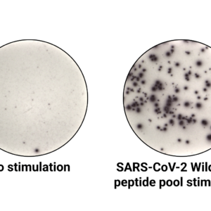 SARS-Cov-2 ImmuneSelect Peptide Pool Premium